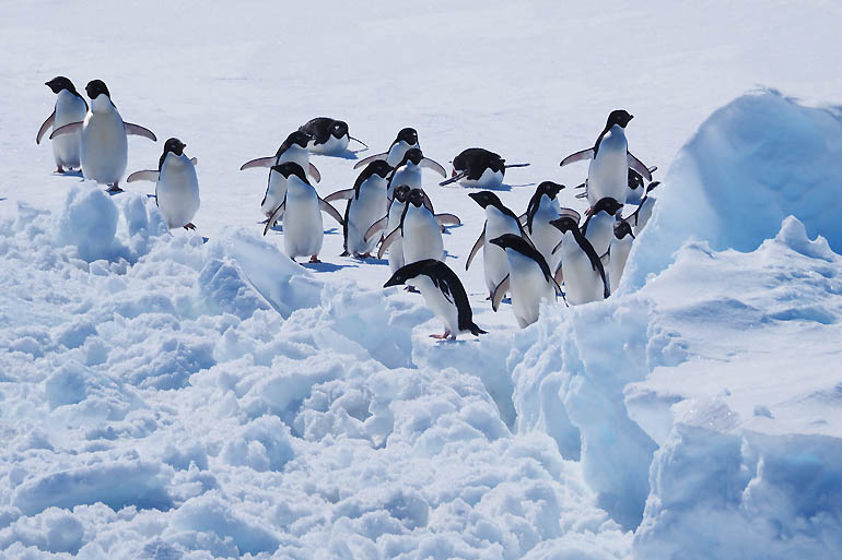 南極 探検 隊 の 隊員 募集 広告